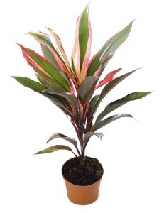 Cordyline fruticosa 'Atom'