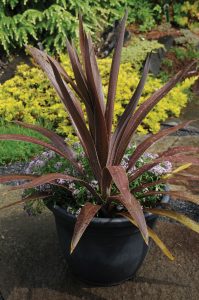 Cordyline obtecta Superstar 'Albatross'