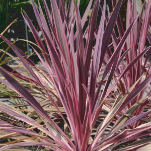 Cordyline australis Pink Passion 'Seipin'