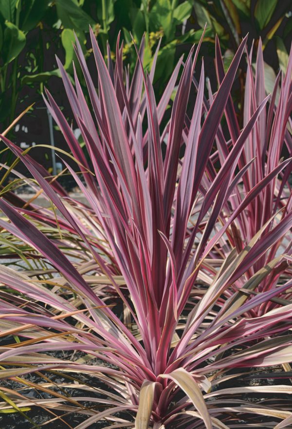 Cordyline australis Pink Passion 'Seipin'