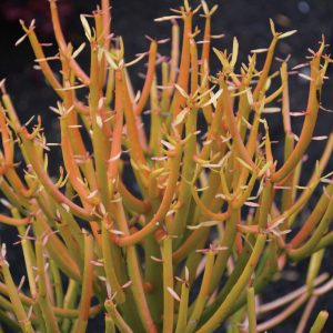 Euphorbia tirucalli 'Sticks on Fire'