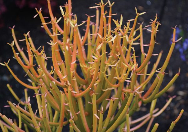 Euphorbia tirucalli 'Sticks on Fire'