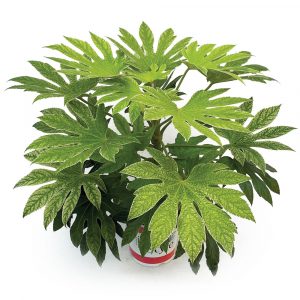 Fatsia japonica 'Spider’s Web'