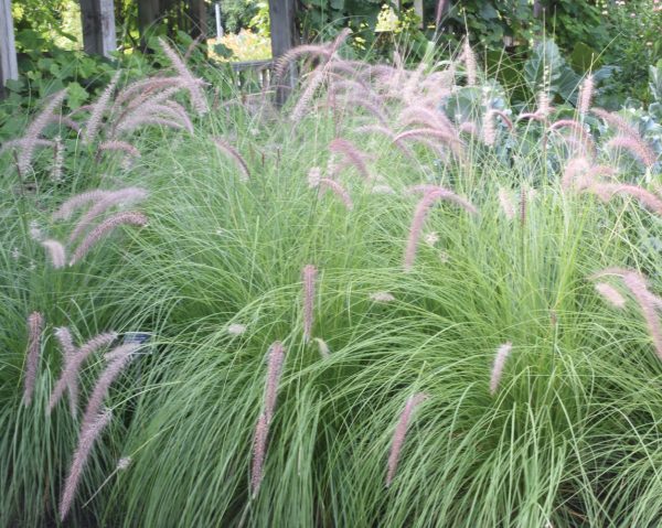 Pennisetum advena 'Fuzzy'