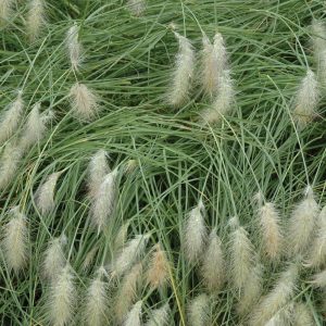 Pennisetum villosum