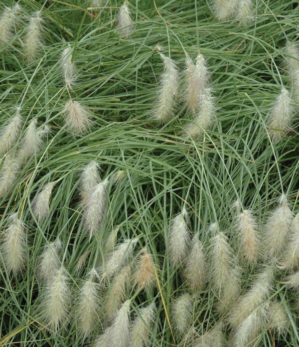 Pennisetum villosum