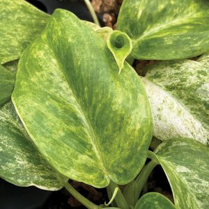 Philodendron giganteum ‘Variegata’