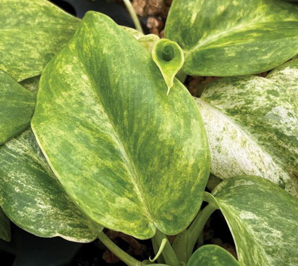 Philodendron giganteum ‘Variegata’