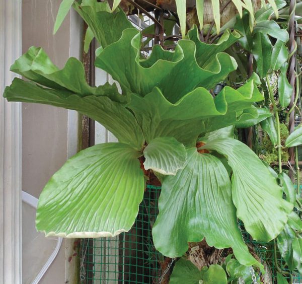 Platycerium elephantotis