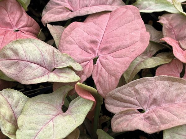 Syngonium podophyllum 'Neon Robusta'