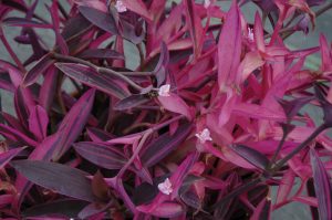 Tradescantia pallida 'Pink Stripes'