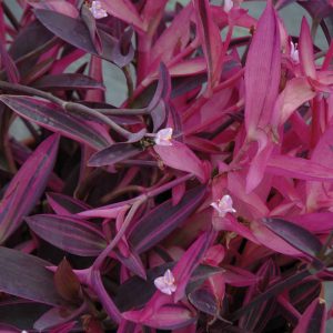 Tradescantia pallida 'Pink Stripes'