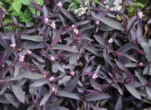 Tradescantia pallida 'Purple Heart'