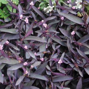 Tradescantia pallida 'Purple Heart'