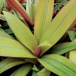 Tradescantia spathacea 'Amber Waves'