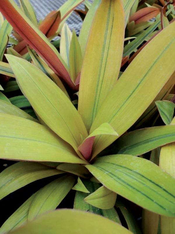 Tradescantia spathacea 'Amber Waves'