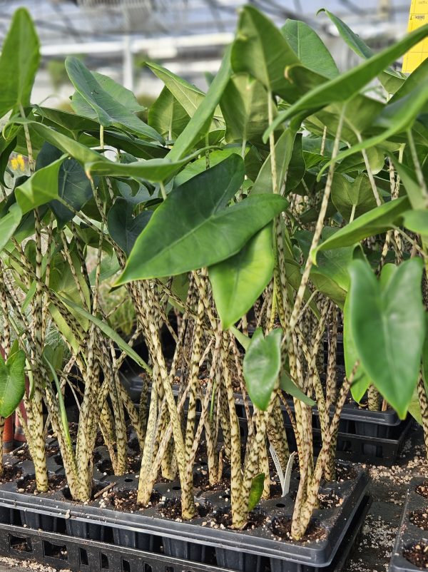 Alocasia Zebrina