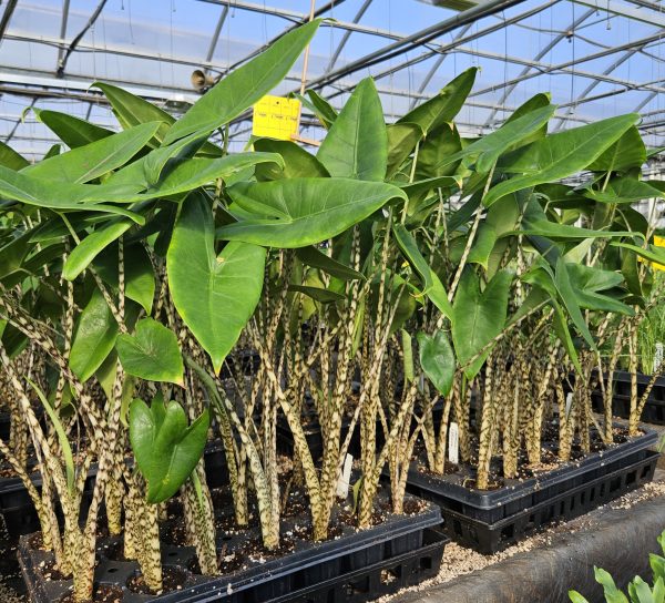 Alocasia Zebrina – Image 3