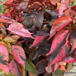 Acalypha Magie D'Automne