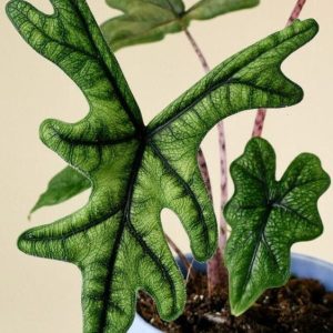 Alocasia Jacklyn 