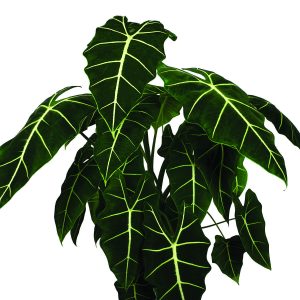 Alocasia Velvet Elvis