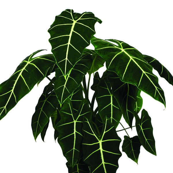 Alocasia Velvet Elvis