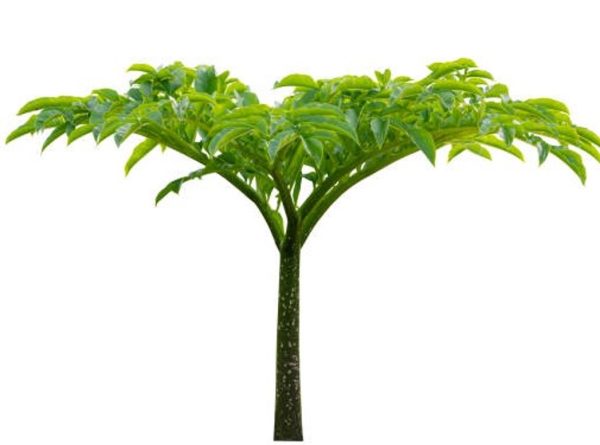 Amorphophallus Konjac – Image 3