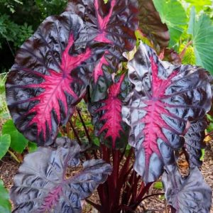 Colocasia Redemption