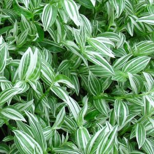 Tradescantia Green & White Beauty
