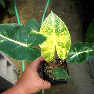 Alocaisia New Guinea Gold