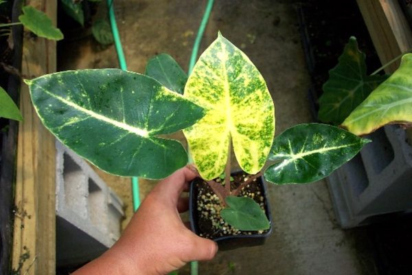 Alocaisia New Guinea Gold