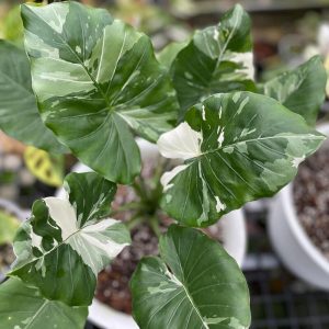 Alocasia Odora Okinawa Silver