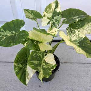 Alocasia Odora Variegata Yellow