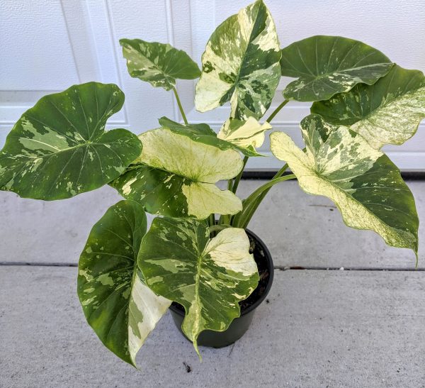 Alocasia Odora Variegata Yellow