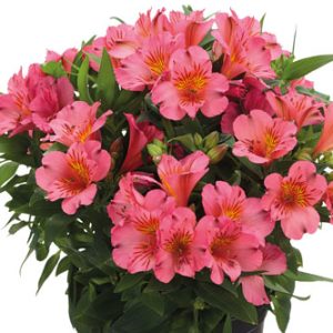 Alstroemeria Colorita® Eliane®