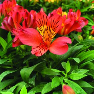 Alstroemeria Colorita® Eliane® Orange