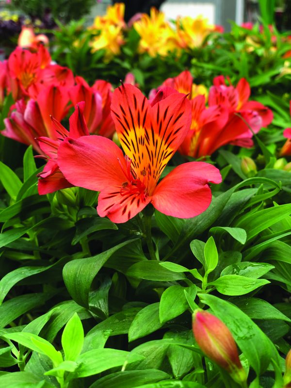 Alstroemeria Colorita® Eliane® Orange