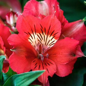 Alstroemeria Colorita® Kate®