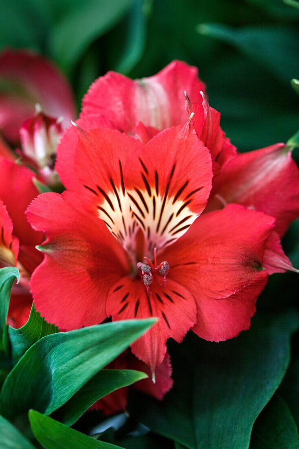 Alstroemeria Colorita® Kate®