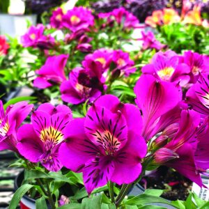 Alstroemeria Colorita® Louise®