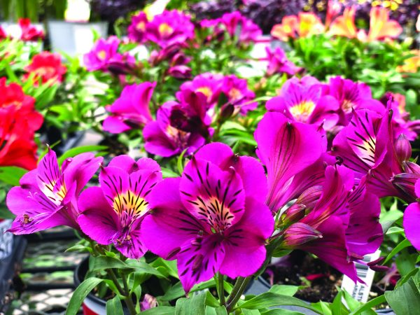 Alstroemeria Colorita® Louise®