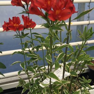 Alstroemeria Jump & Jive®