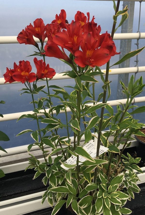 Alstroemeria Jump & Jive®