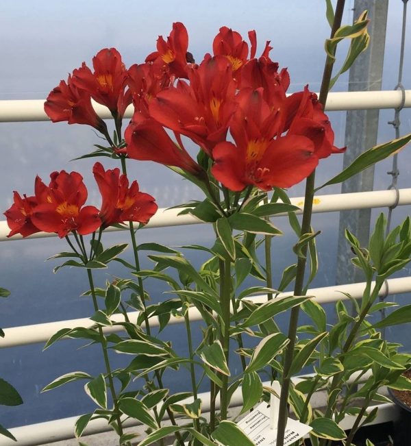 Alstroemeria Jump & Jive®
