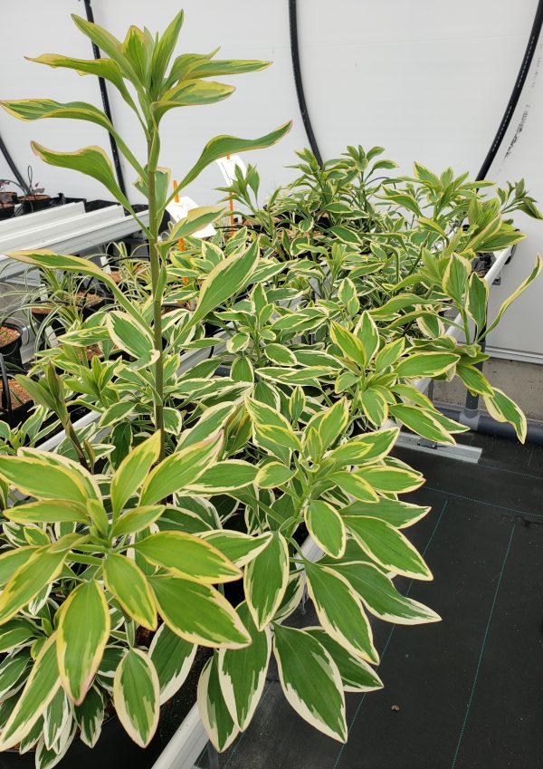 Alstroemeria Jump & Jive® - Image 2
