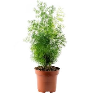 Asparagus Myriocladus