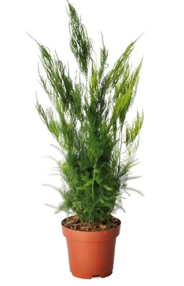 Asparagus Pyramidalis