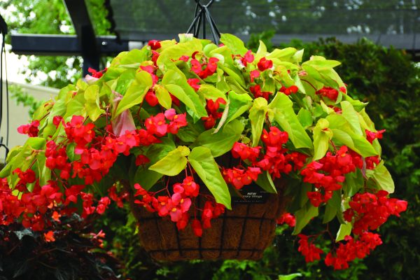 Begonia Canary Wings