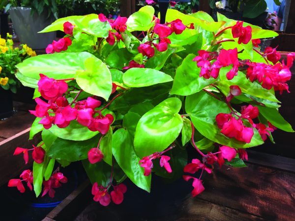 Begonia Canary Wings – Image 2