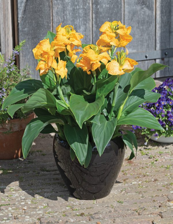 Canna Cannova Golden Leopard – Image 2